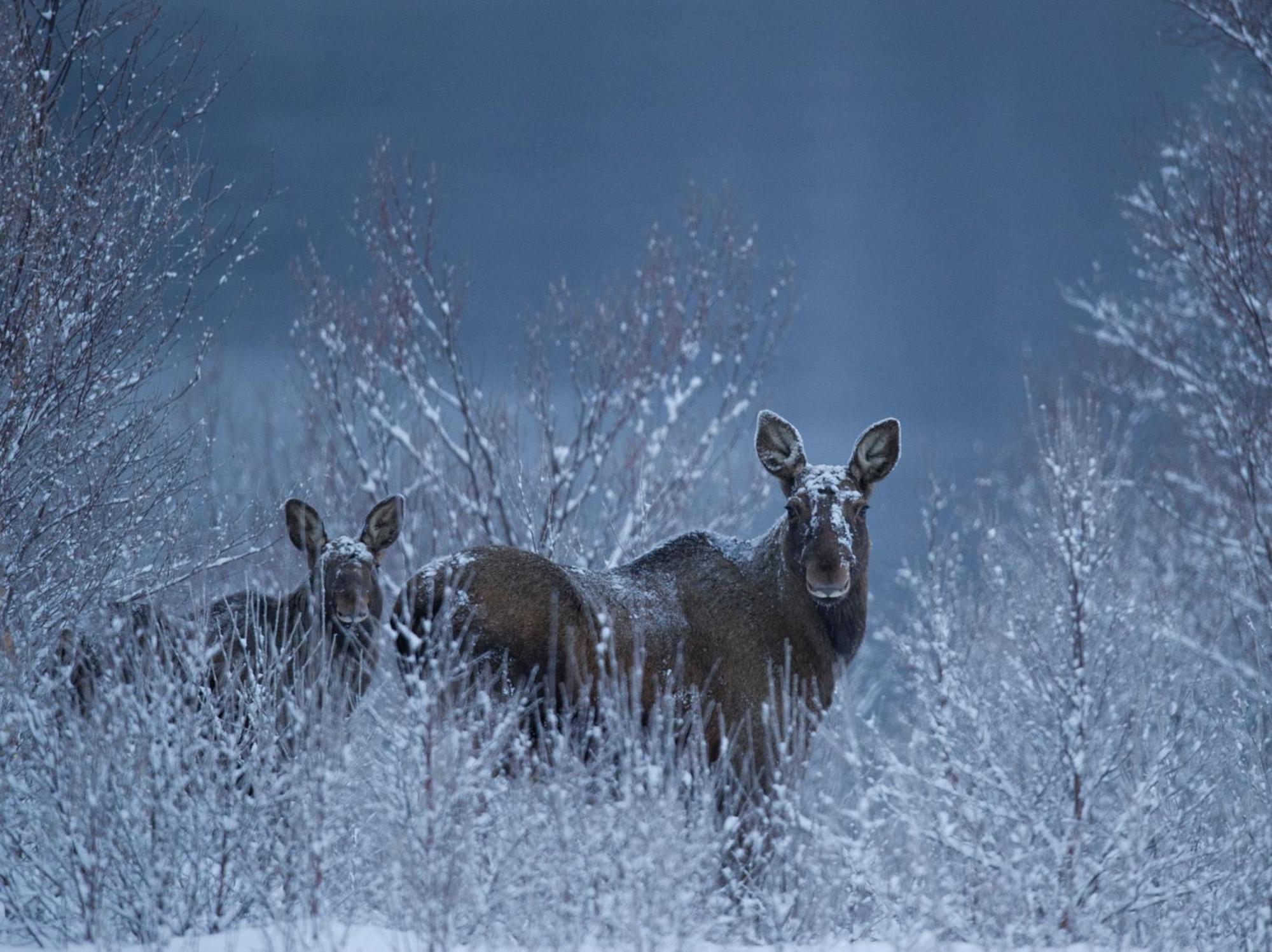 Sorrisniva Arctic Wilderness Lodge 알타 외부 사진